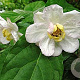 Calycanthus chinensis 200-250 cm cont. 90L meerstammig