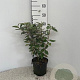 Elaeagnus ebbingei 40-60 cm 3,0L