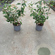 Elaeagnus ebbingei 40-60 cm 3,0L