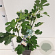 Ficus car. 'Brown Turkey' 50-60 cm 5,0L