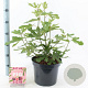 Ficus car. Little Miss Figgy 35-40 cm 7,5L