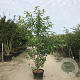 Prunus a. 'Plena' 200-250 cm 40L meerstammig