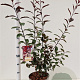 Prunus cistena 60-80 cm 7,5L