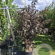 Prunus ser. 'Royal Burgundy' 150-175 cm 40L meerstammig