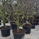 Pyrus c. 'Conference' 30-40 cm cont. 130L solitair najaarspotting