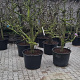 Pyrus c. 'Conference' 30-40 cm cont. 130L solitair najaarspotting