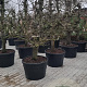 Pyrus c. 'Gieser Wildeman' 30-40 cm cont. 180L solitair najaarspotting
