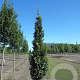 Carpinus bet. 'Lucas' 25-30 HO draadkluit 250 cm stam