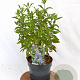 Caryopteris cland. Grand Bleu 20-40 cm 3,0L