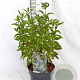 Caryopteris cland. Grand Bleu 20-40 cm 3,0L