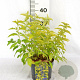 Caryopteris cland. Hint of Gold 30-40 cm 3,0L