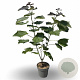 Catalpa erubescens 'Purpurea' 20-30 cm 5,0L