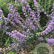 Ceanothus 'Blue Jeans' 20-25 cm 2,0L