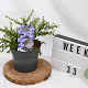 Ceanothus 'Blue Mound' 25-30 cm 3,0L