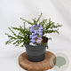 Ceanothus 'Blue Mound' 25-30 cm 3,0L