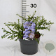 Ceanothus 'Blue Mound' 25-30 cm 3,0L