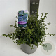 Ceanothus 'Blue Mound' 30-40 cm 5,0L