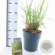 Miscanthus sin. 'Ferner Osten' 50-80 cm 6,5L