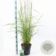 Miscanthus sin. 'Ferner Osten' 50-80 cm 6,5L