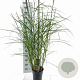 Miscanthus sin. 'Ferner Osten' 50-80 cm 6,5L