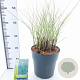 Miscanthus sin. 'Morning Light' 50-80 cm 6,5L