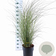 Miscanthus sin. 'Morning Light' 60-100 cm 12L