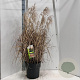 Miscanthus sin. Pink Cloud A kwaliteit 12L