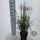 Miscanthus sin. Pink Cloud A kwaliteit 12L