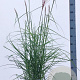 Miscanthus sin. Pink Cloud A kwaliteit 12L