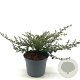 Ceanothus 'Emily Brown' 25-30 cm 2,0L
