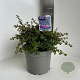 Ceanothus 'Emily Brown' 30-40 cm 5,0L