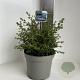 Ceanothus 'Julia Phelps' 30-40 cm 5,0L