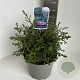 Ceanothus 'Julia Phelps' 30-40 cm 5,0L