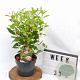 Ceanothus pallidus 'Marie Simon' 30-40 cm 3,0L