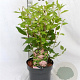 Ceanothus pallidus 'Marie Simon' 30-40 cm 3,0L
