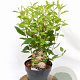 Ceanothus pallidus 'Marie Simon' 30-40 cm 3,0L