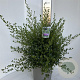 Ceanothus impressus 'Victoria' 35-40 cm P27