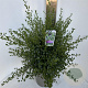 Ceanothus impressus 'Victoria' 35-40 cm P27