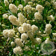 Ceanothus thyr. 'Millerton Point' 30-35 cm P17