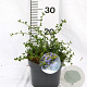 Ceanothus thyrsiflorus repens 25-40 cm 3,0L