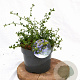 Ceanothus thyrsiflorus repens 25-40 cm 3,0L