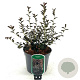 Ceanothus 'Tuxedo' 30-40 cm 2,0L
