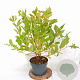 Cephalanthus occidentalis 40-60 cm 5,0L