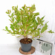 Cephalanthus occidentalis 40-60 cm 5,0L