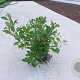 Cephalanthus occidentalis 50-60 cm 10L
