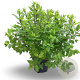 Cephalanthus occidentalis 60-80 cm 12L