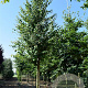 Cercidiphyllum japonicum 350-400 cm cont. 110L
