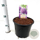 Allium giganteum gm 4,0L