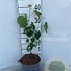Cercis canadensis 60-100 cm 2,0L