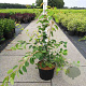 Amelanchier lamarckii 60-80 cm 10L